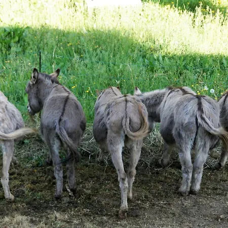 Eselstall Karl Lohma