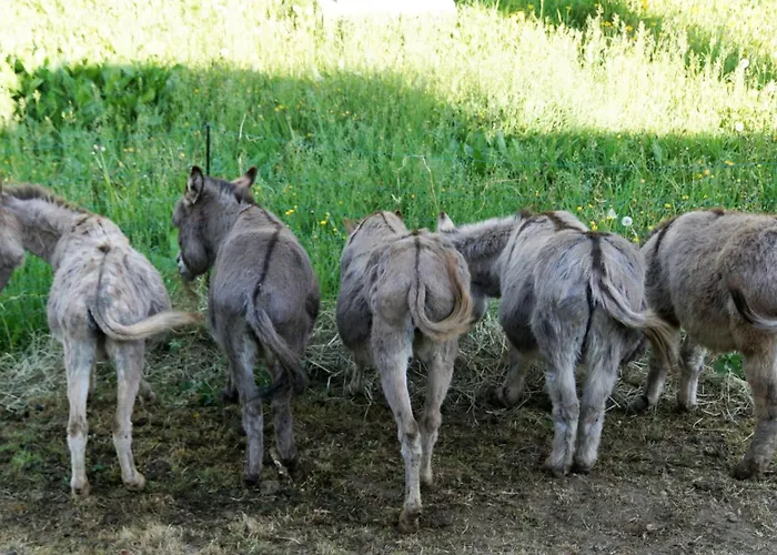 Eselstall Karl Lohma